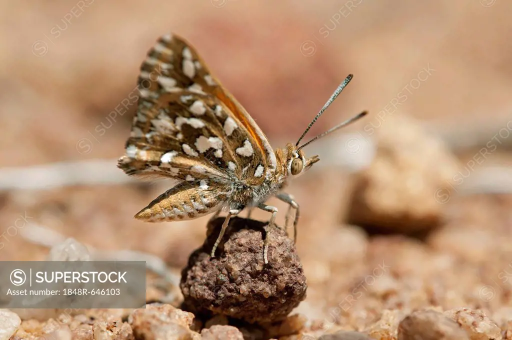 Large Silver-spotted Copper (Trimenia argyroplaga), indigenous butterfly species of South Africa, Naries, Namaqualand, South Africa, Africa