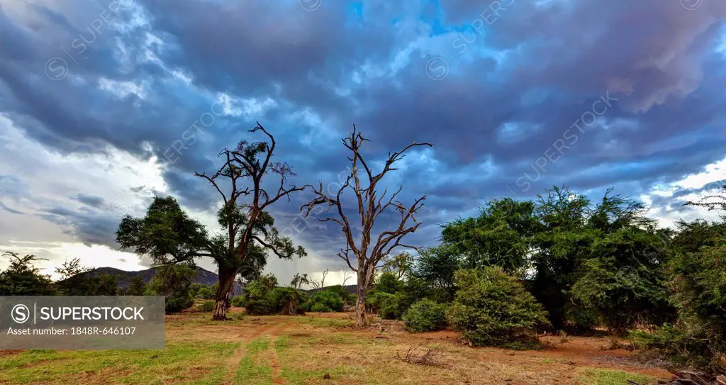 Dead trees in Samburu National Reserve, typical landscape on Ewaso Uaso Nyiro River, Kenya, East Africa, Africa, PublicGround