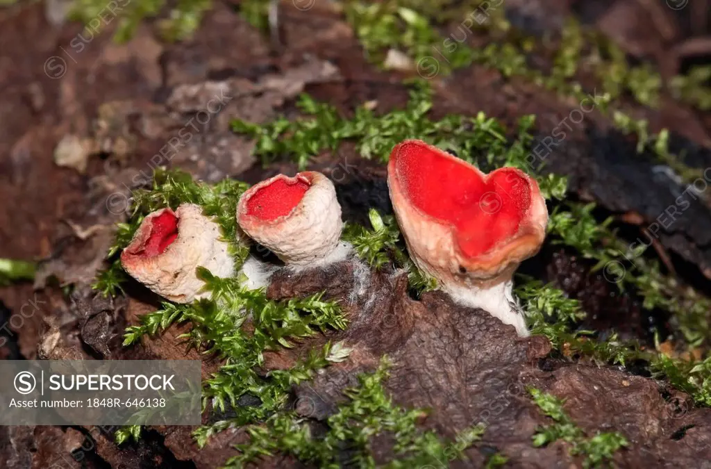 Scarlet Cup or Scarlet Elf Cup (Sarcoscypha coccinea), fungus, Wolfstal, Lauterach, Baden-Wuerttemberg, Germany, Europe