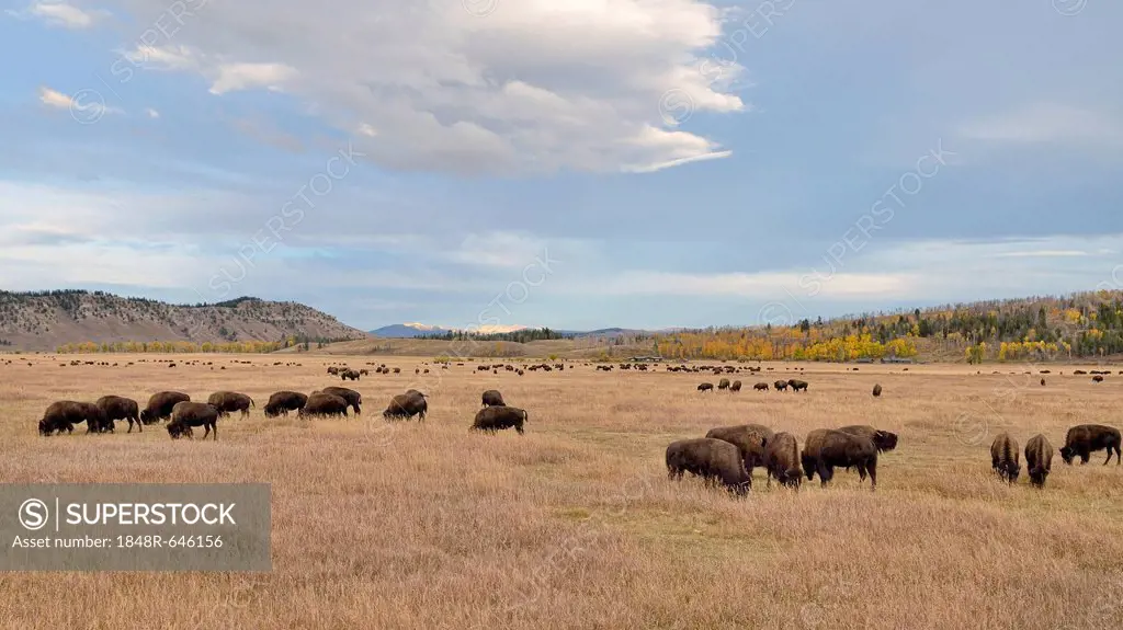 Bison herd (Bison bison), Elk Ranch Flats, Grand Teton National Park, Wyoming, USA