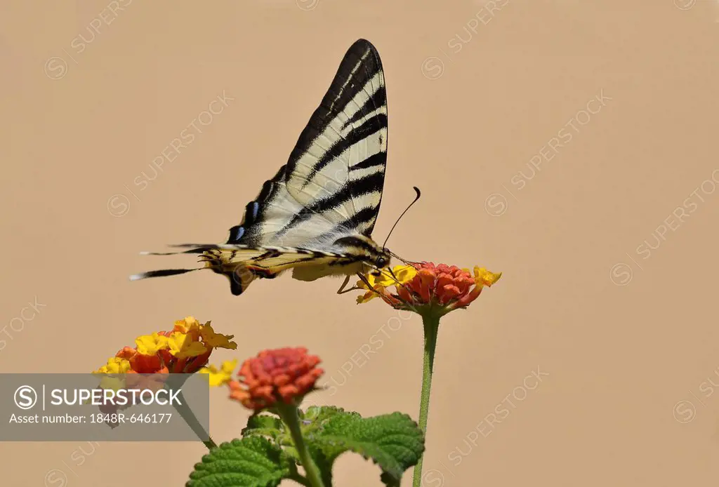 Scarce Swallowtail butterfly (Iphiclides podalirius) on Shrub Verbena, Stalida, Stalis, Crete, Greece, Europe