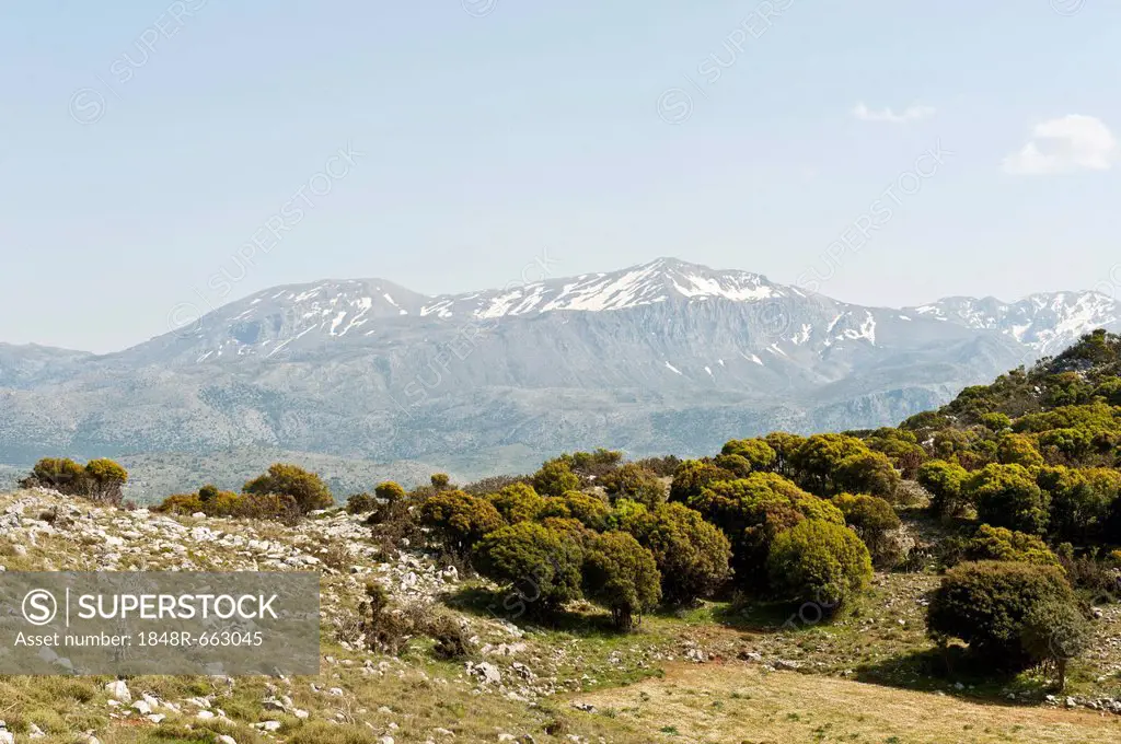 Scattered trees, Holm oaks (Quercus ilex), Lasithi Plateau, the snow-covered Dikti mountain range at the back, near Tzermiado, Crete, Greece, Europe
