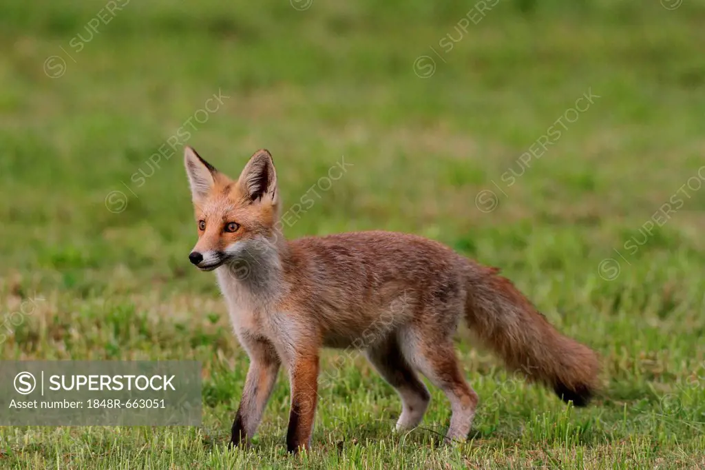 Young red fox (Vulpes vulpes) standing on a mowed lawn, Allgaeu, Bavaria, Germany, Europe
