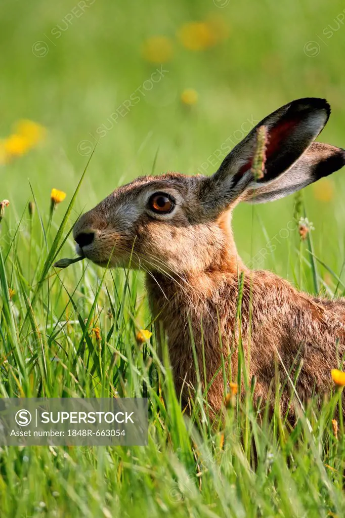 Hare (Lepus europaeus) on a summer meadow, Allgaeu, Bavaria, Germany, Europe