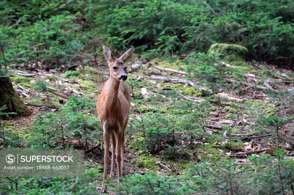 Roe deer (Capreolus capreolus), female in the woods, Allgaeu, Bavaria, Germany, Europe