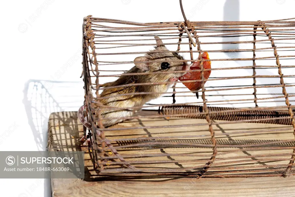 House mouse (Mus musculus), in a live-trap feeding on bait