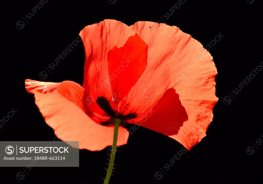 Poppy (Papaver rhoeas), flower, backlighting