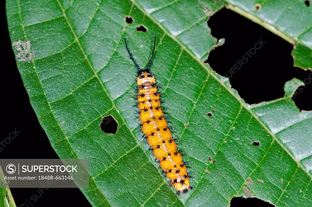 Gulf Fritillary or Passion Butterfly (Agraulis vanillae), caterpillar, Tiputini rain forest, Yasuni National Park, Ecuador, South America