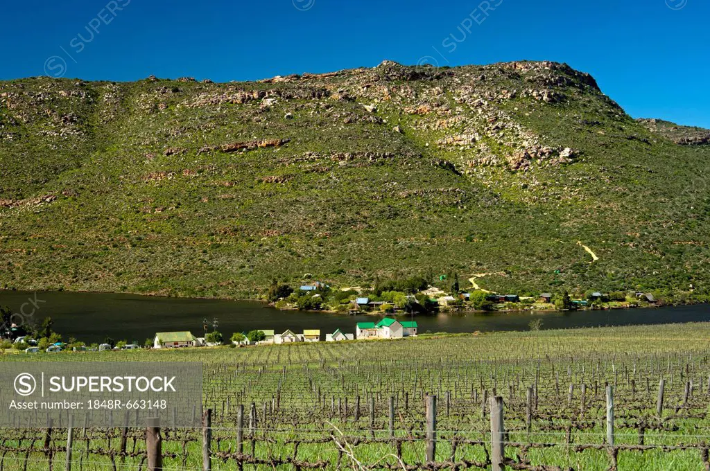 Vineyards in the valley of the Olifants River at the foot of the Cederberg mountains near Rondeberg, Western Cape province, South Africa, Africa