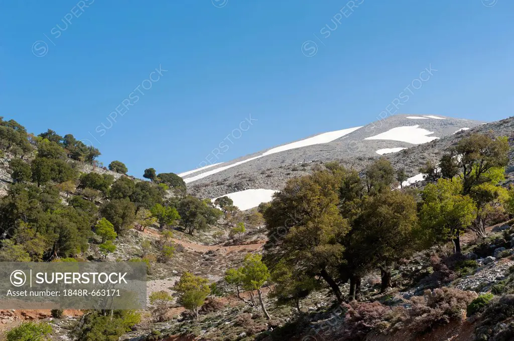 Holm oaks (Quercus ilex) and Thornapple shrubs (Crataegus), mountain forest, Psiloritis mountain or Mount Ida, the highest mountain in Crete, 2456m, c...