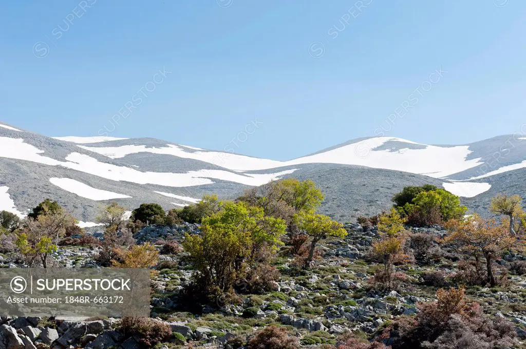 Holm oaks (Quercus ilex) and Thornapple shrubs (Crataegus), mountain forest, Psiloritis mountain or Mount Ida, the highest mountain in Crete, 2456m, c...