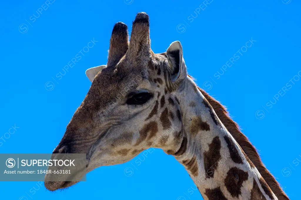 Giraffe (Giraffa camelopardalis), portrait, Etosha National Park, Namibia, Africa