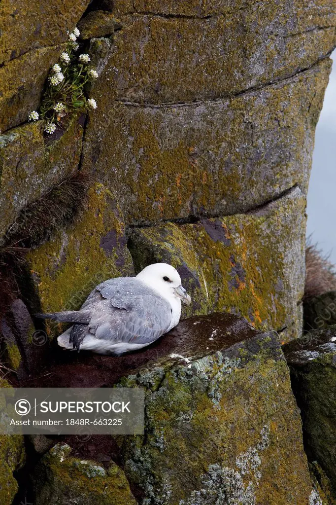 Northern Fulmar (Fulmarus glacialis), Latrabjarg Peninsula, West Fjords, Iceland, Europe