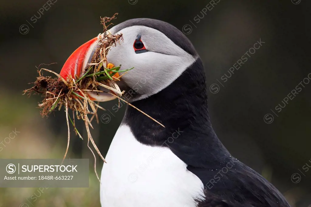 Puffin (Fratercula arctica), Latrabjarg Peninsula, West Fjords, Iceland, Europe