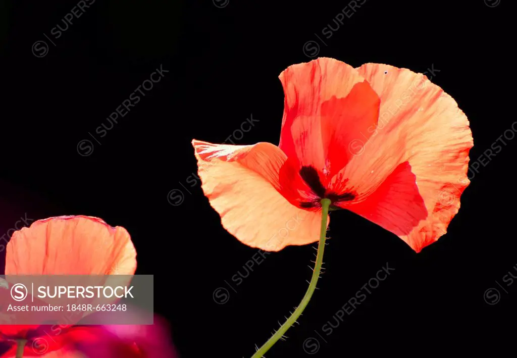 Poppies (Papaver rhoeas), flowers, backlighting