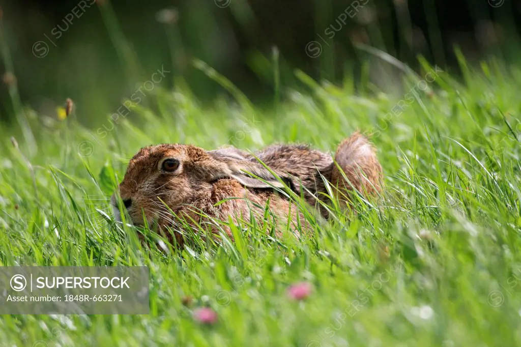 Hare (Lepus europaeus) on a summer meadow, Allgaeu, Bavaria, Germany, Europe