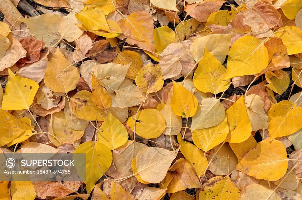 Aspen (Populus tremula), autumn coloured leaves on the ground, Warm Springs Road, Ketchum, Idaho, USA