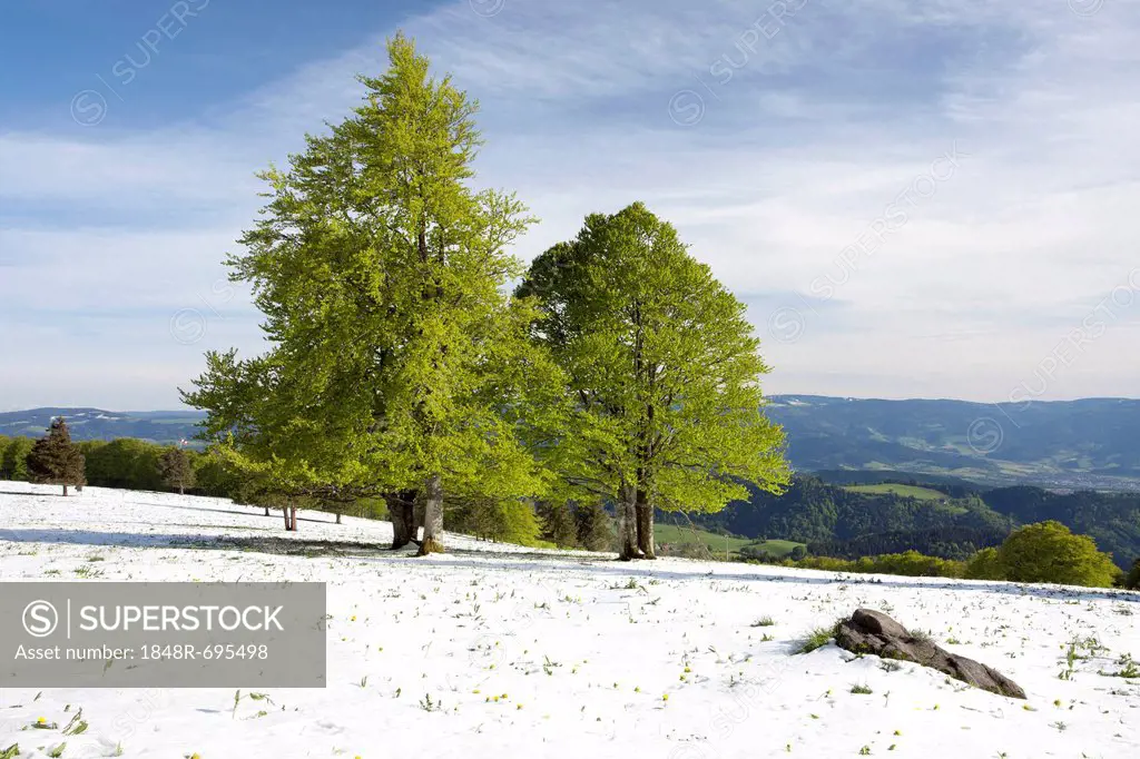 Fresh snow in spring, beech trees with fresh green foliage on Kandel Mountain in the Black Forest, Baden-Wuerttemberg, Germany, Europe, PublicGround