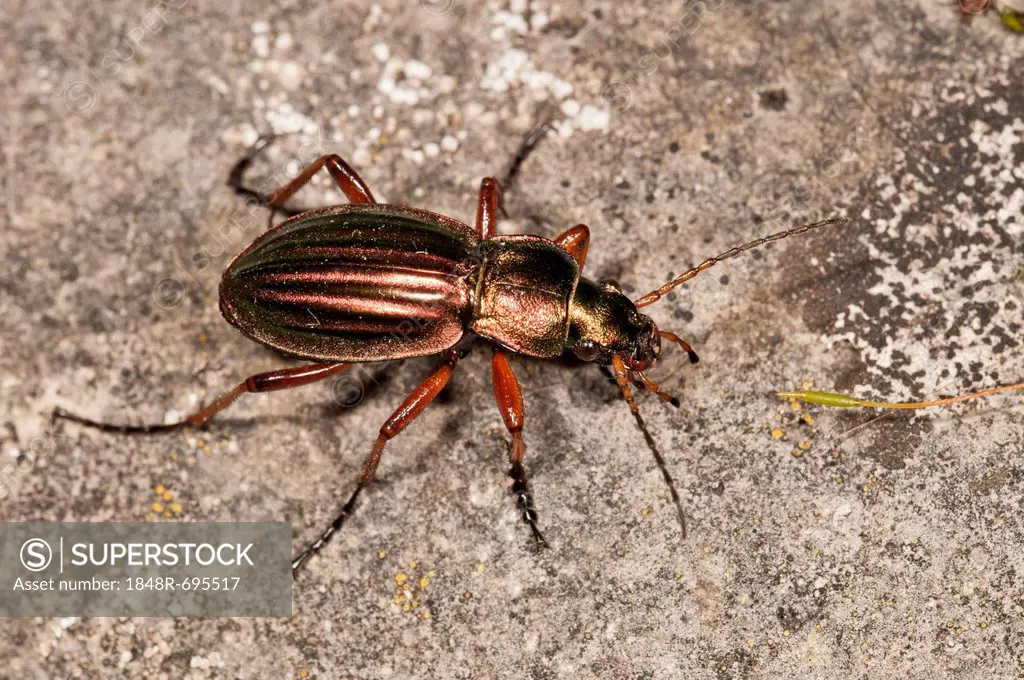 Golden ground beetle (Carabus auratus), Untergroeningen, Baden-Wuerttemberg, Germany, Europe