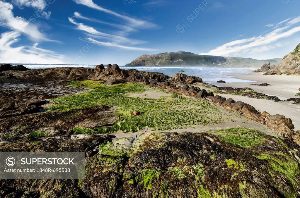 Beach with green seaweed on the rocks at Hoopers Inlet, Otago Peninsula, South Island, New Zealand