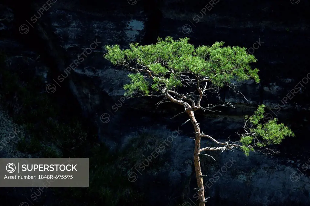 Pine (Pinus sp.) in front of a dark wall of rock in the Elbe Sandstone Mountains near the Schrammsteine rock group, Saxony, Germany, Europe