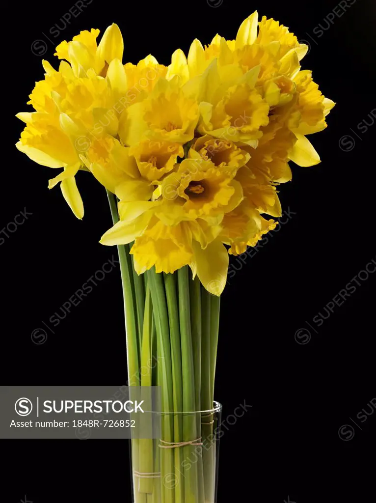 Wild daffodils, Lent lilies (Narcissus pseudonarcissus)