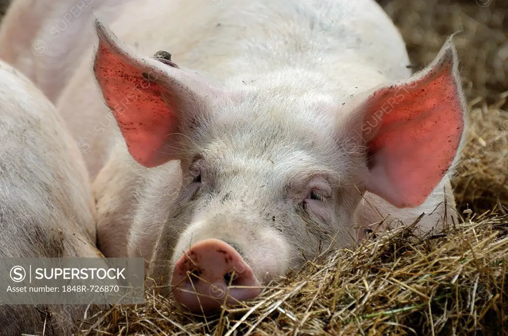 Domestic pig (Sus scrofa domestica), stabling with free-range area and straw bedding, organic farming, Schleswig-Holstein, Germany, Europe