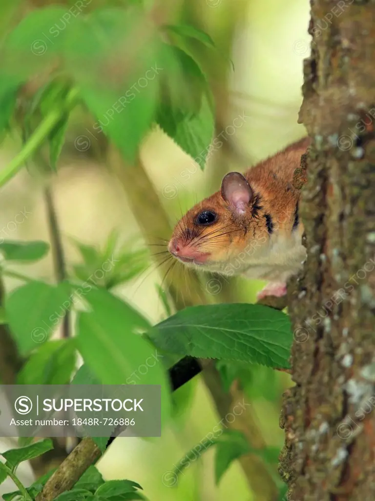 Edible dormouse or fat dormouse (Glis glis) perched on a tree, Solms, Hesse, Germany, Europe