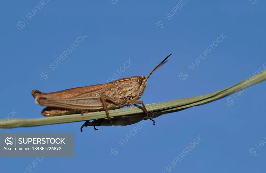 Common field grashopper (Chorthippus brunneus)