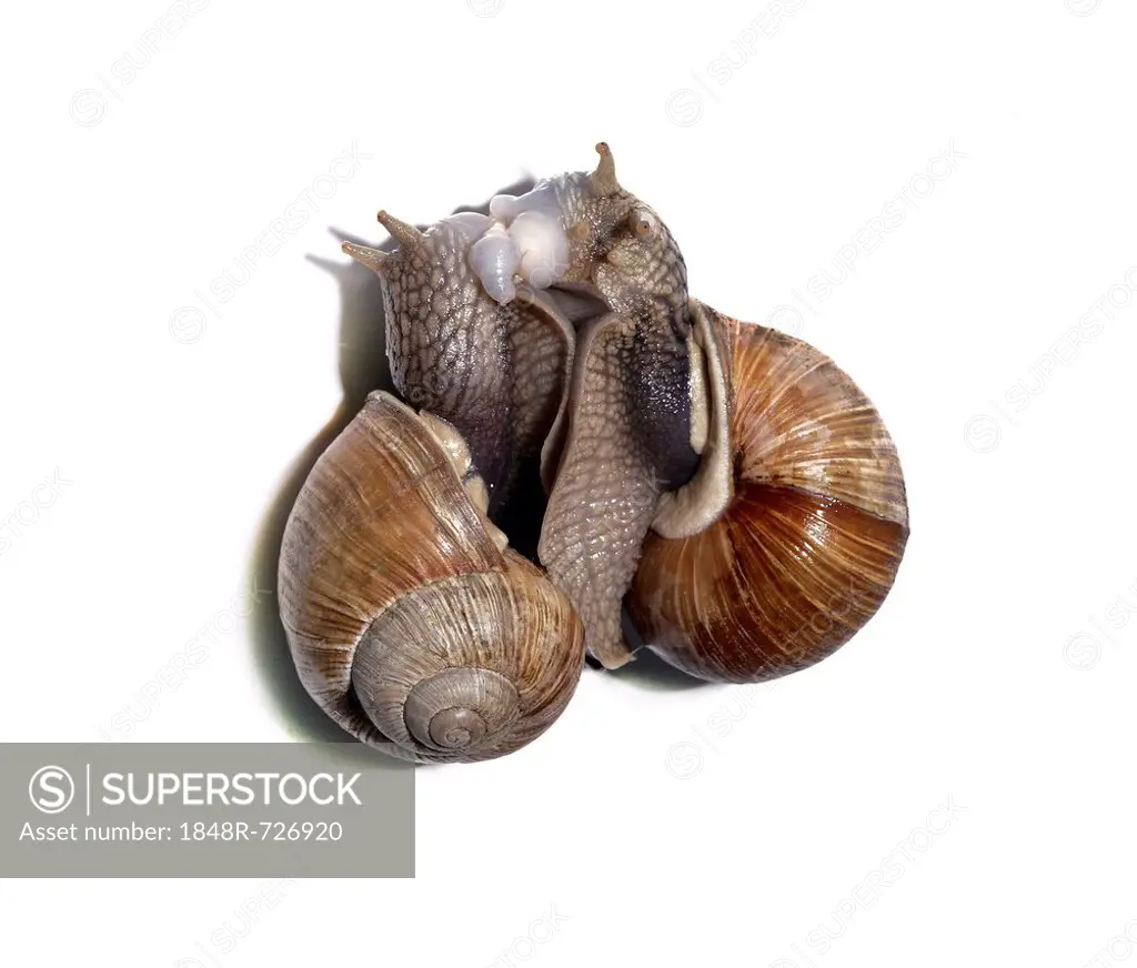 Burgundy snails, Roman snails, edible snails or escargots (Helix pomatia), mating, moment of mutual exchange of spermatophores