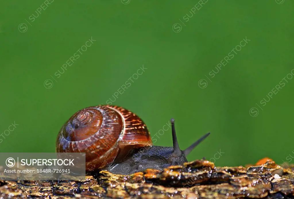 Helicidae snail (Helicidae)