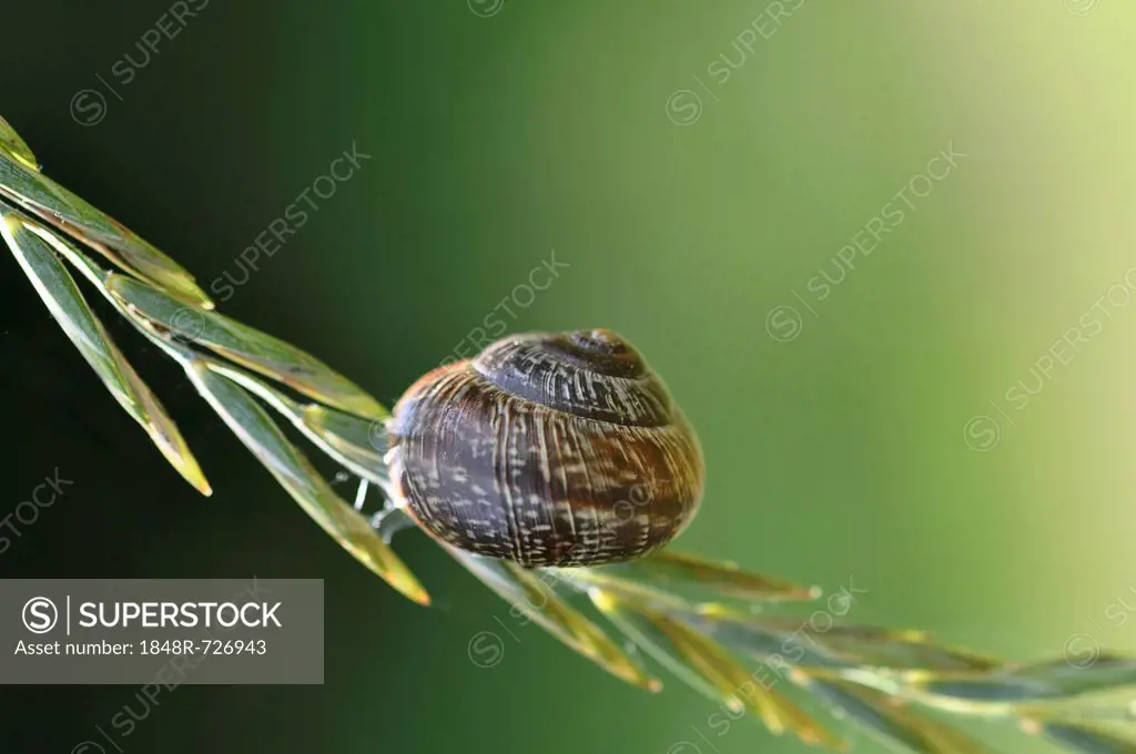 Helicidae snail (Helicidae), snail-shell on grass