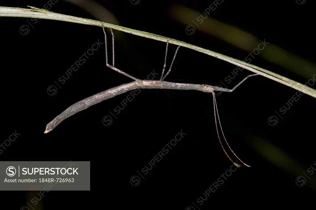 Stick insect (Phasmida), Tandayapa region, Andean cloud forest, Ecuador, South America