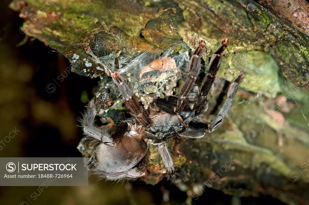 Baboon spider, a member of the Tarantula familiy, Tiputini rain forest, Yasuni National Park, Ecuador, South America
