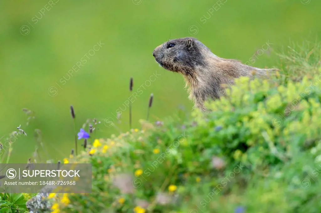 Alpine Marmot (Marmota marmota), Grisons, Switzerland, Europe