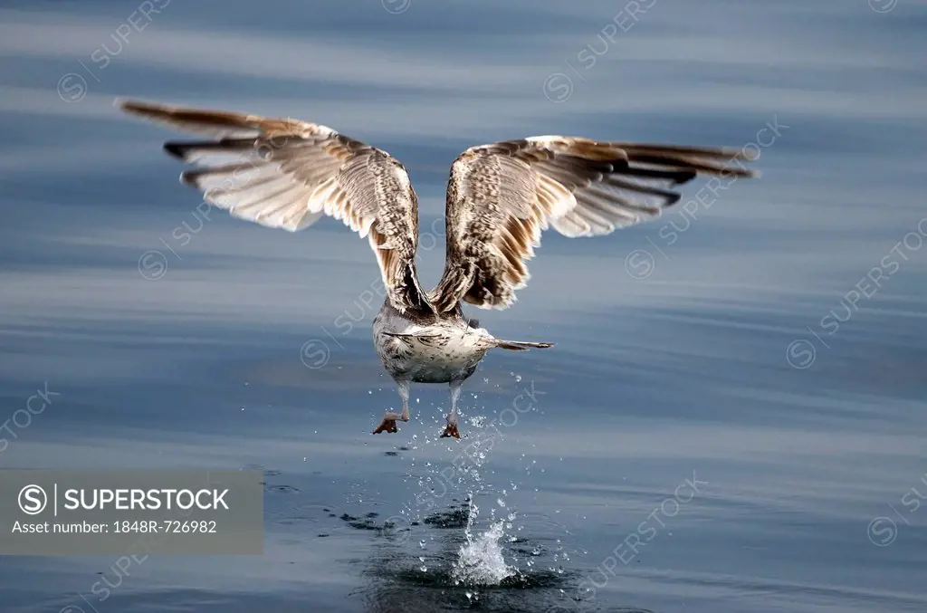 Immature European Herring Gull (Larus argentatus) taking off, Mueritz, Mecklenburg-Western Pomerania, Germany, Europe