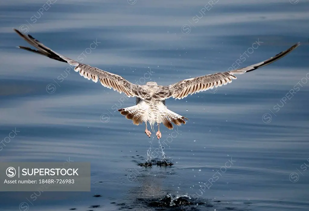Immature European Herring Gull (Larus argentatus) taking off, Mueritz, Mecklenburg-Western Pomerania, Germany, Europe