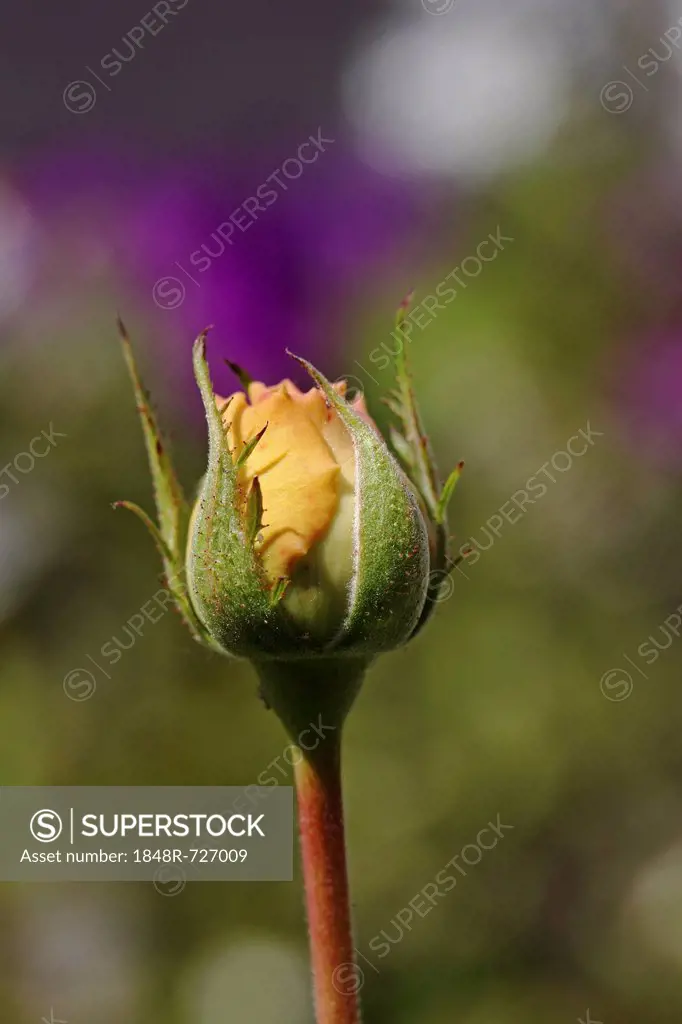 Yellow rosebud, Rose (Rosa)