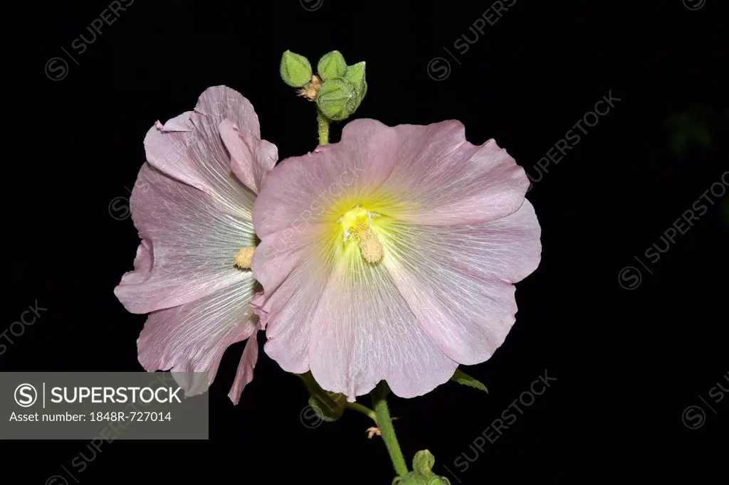 Common hollyhock (Alcea rosea, Althaea rosea, Althaea chinensis), pink, flowering