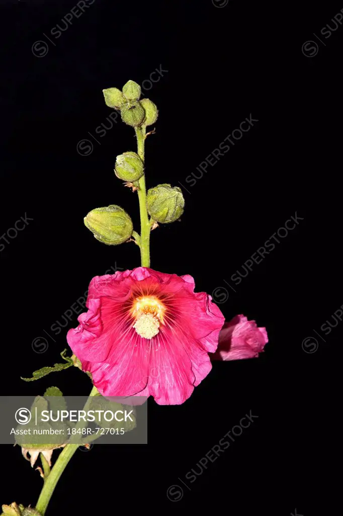 Common hollyhock (Alcea rosea, Althaea rosea, Althaea chinensis), pink, flowering