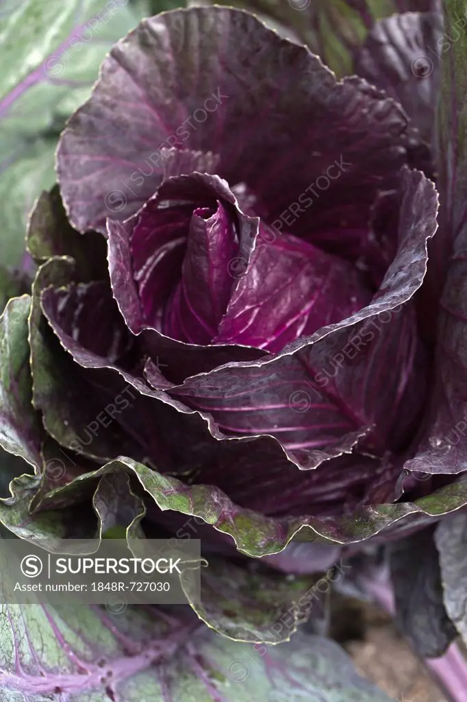 Red cabbage (Brassica oleracea convar. capitata var. rubra L.)
