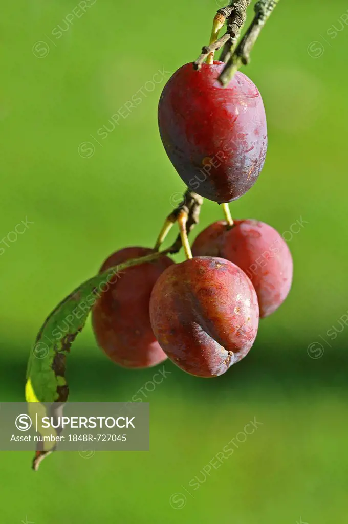 Organic plums, unsprayed