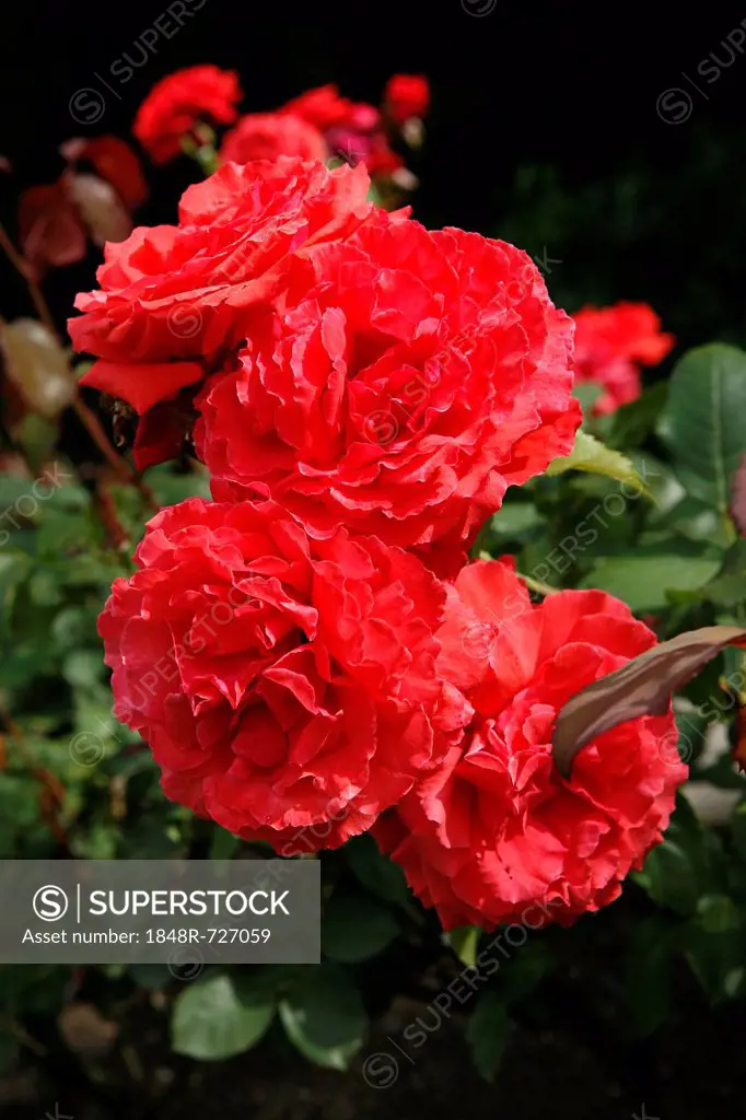 Blooming red Roses (Rosa)