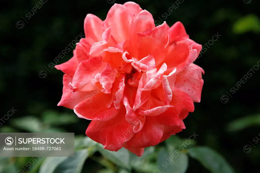 Blooming pink Rose (Rosa)