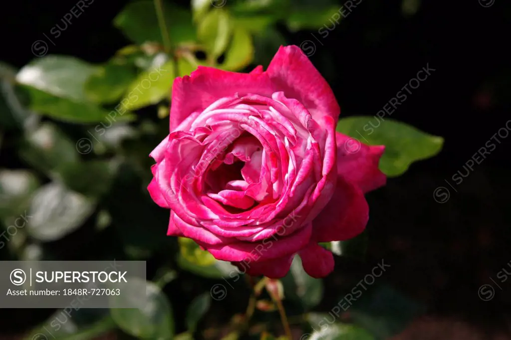 Blooming pink and white Rose (Rosa)
