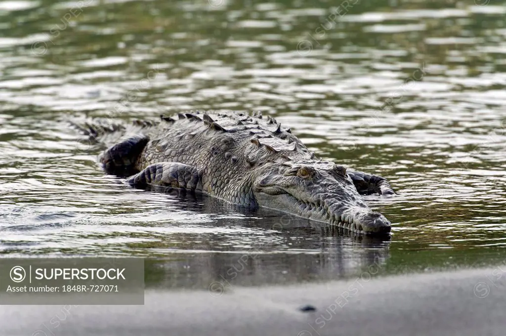American Crocodile (Crocodylus acutus), Sirena, Corcovado National Park, Puntarenas Province, Costa Rica, Central America