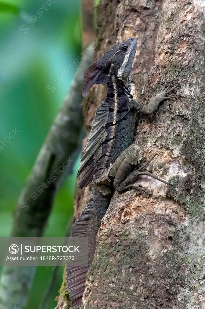 Brown Basilisk or Striped Basilisk (Basiliscus vittatus), Sierpe, Puntarenas Province, Costa Rica, Central America