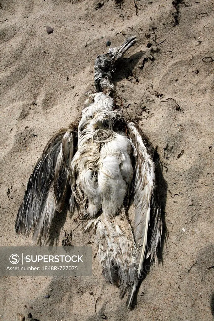 Carcass of a dead seagull on a beach, Friedrichsort, Kiel-Friedrichsort, Kiel, Baltic Sea, Schleswig-Holstein, Germany, Europe
