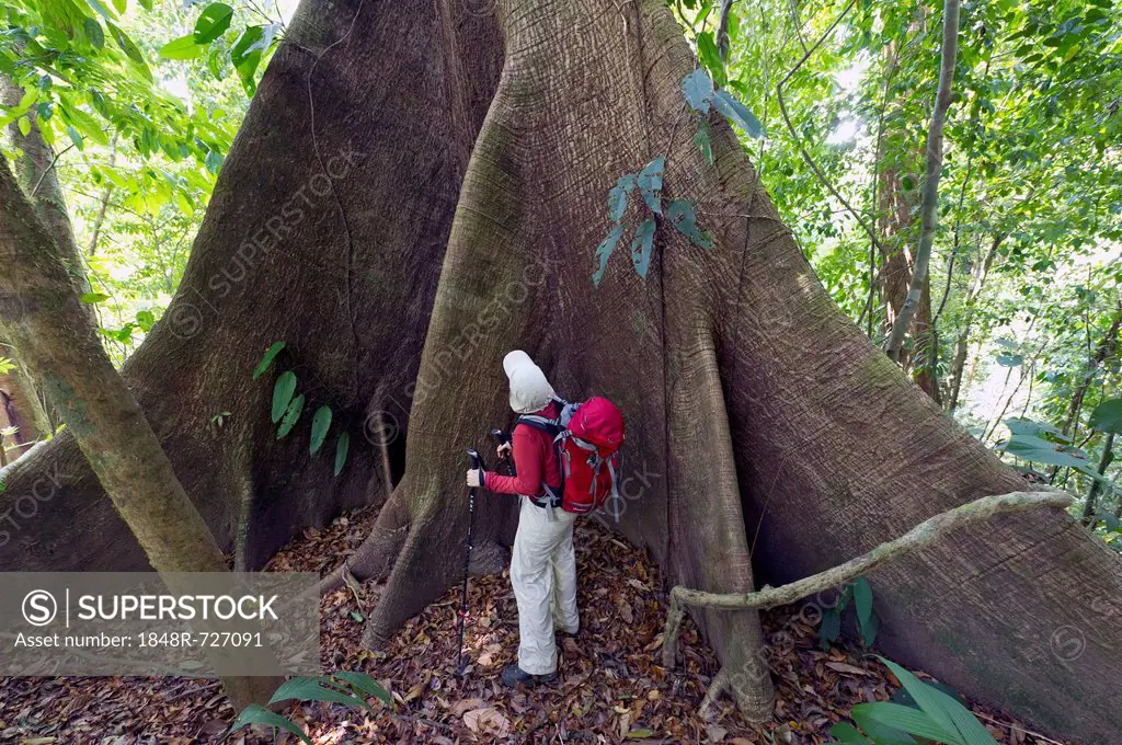 Hiker in front of the buttress roots of a Kapok or Silk-cotton Tree (Ceiba pentandra), Sirena, Corcovado National Park, Puntarenas Province, Costa Ric...
