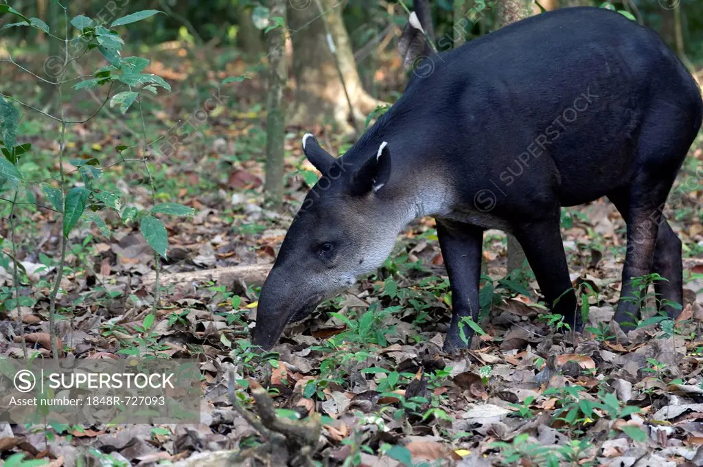 Central American Tapir or Baird's Tapir (Tapirus bairdii), Sirena, Corcovado National Park, Puntarenas Province, Costa Rica, Central America